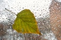 Tree leaf on a wet window. Royalty Free Stock Photo