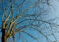 Tree With Leafless Limbs