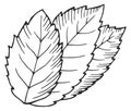 Tree leafs doodle. Hand drawn plant icon Royalty Free Stock Photo