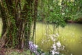 The tree leaned over the water of the pond