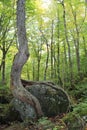 A tree leaning against a large rock or boulder with the roots wrapped around the rock and exposed to the air in a summer forest