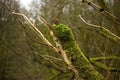 Tree Leaning with green moss growing on it Royalty Free Stock Photo