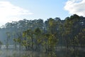 Tree leaning over Malaren lake, Sweden,