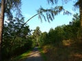 Tree leaning over a road Royalty Free Stock Photo