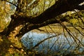 Tree leaning over water at swamp channel of Carska bara, large natural habitat for birds and other animals