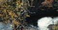 A tree leans over a flowing water stream