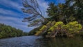 A tree leans over Morror Lake in Wisconsin Royalty Free Stock Photo