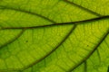 Tree leave vanes , green , close up Royalty Free Stock Photo