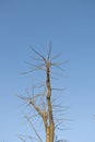 Tree Branches and Blue Sky Royalty Free Stock Photo