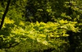 Tree leaves of the Acer Royalty Free Stock Photo