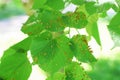 Tree leaves affected by aphids. Insect pests and tree deseases. Organic food and agriculture.