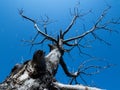 Tree without leaves and blue sky in background. Royalty Free Stock Photo