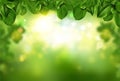 Tree leaves border on green fresh bokeh background Royalty Free Stock Photo