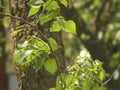 Tree leaves and tree branch