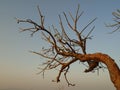 A tree without leaves. Tree branches without leaves. Dried tree and sky.