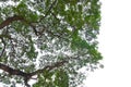 Tree leaves and branches foreground isolated on white background for park or garden. Close-up of exterior natural material for Royalty Free Stock Photo