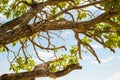 Tree leaves branches with ocean coat view in the background Royalty Free Stock Photo