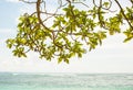 Tree leaves branches with ocean coat view in the background Royalty Free Stock Photo