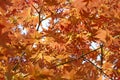 Autumn Color Tree Leaves at Bukhansan National Park, Korea