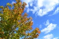 Tree Leaves Changing Colors During the Fall Season Royalty Free Stock Photo