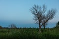A tree without leaves and a clear sky with a moon over a swamp with reeds on a summer evening Royalty Free Stock Photo