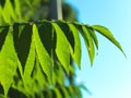 Tree leaves close-up blurred