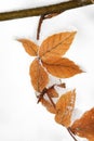 Tree leaves covered with frost Royalty Free Stock Photo