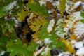 Tree and leaves covered in snow in winter Royalty Free Stock Photo