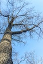 Tree without leaves with a dark trunk against a clear spring blue sky