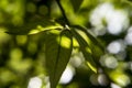 Tree leaves dimly lit in the twilight Royalty Free Stock Photo