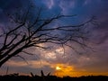 tree without leaves at dusk afternoon Royalty Free Stock Photo