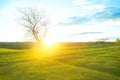 Tree without leaves in a field on sunrise. Bare wood