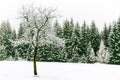 Tree without leaves on foreground and spruce tree forest covered by fresh snow during Winter Christmas time background. Royalty Free Stock Photo