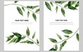 Leaf background. Green plant frame design. Ficus foliage frames. Watercolor illustration on white backgtround