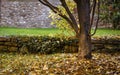 Tree , leaves... in the Garden in autumn