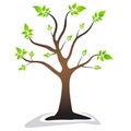 A tree with leaves green leaves. beautiful tree Royalty Free Stock Photo
