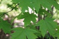 Tree leaves, Green, Tree, Outside