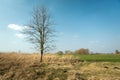 Tree without leaves growing in dry grass Royalty Free Stock Photo