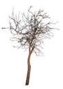 Bare small isolated apple tree