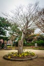 Tree without leaves in Jeju Mokgwana