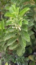 tree leaves for kidney pain, diabetes, stroke, etc., grow in the tropics