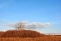 Tree without leaves on the lawn with bushes, dry  red grass, bright blue sky and clouds Royalty Free Stock Photo