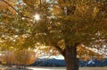 Fall Color in Big Bear Lake, San Bernardino Mountains, California Royalty Free Stock Photo