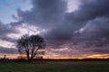 Tree without leaves on the meadow and clouds on the sky after sunset Royalty Free Stock Photo