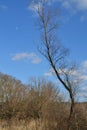 A tree without leaves among dry grass and other trees against a blue sky with clouds and the moon Royalty Free Stock Photo