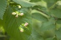 Tree leaves mite disease Gall caused by bladder-gall mite or Vasates quadripedes Royalty Free Stock Photo