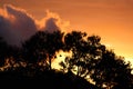 Tree leaves with orange sunset in the background