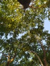 Tree, leaves and ramifications, Alameda de Linares, Chile