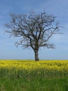 A tree without leaves in the rapeseed field