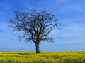 A tree without leaves in the rapeseed field Royalty Free Stock Photo